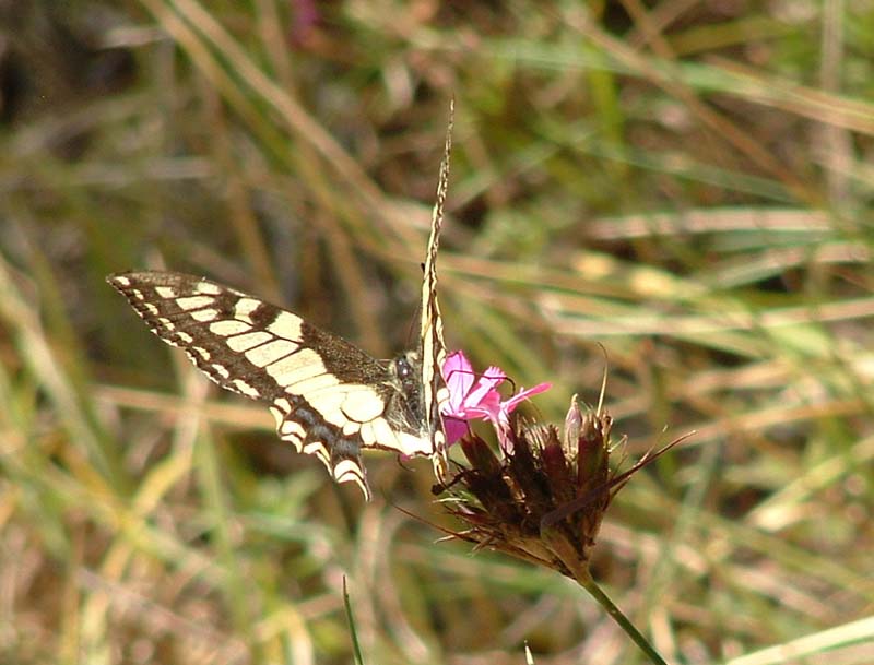 Papilio machaon e Iphiclides podalirius